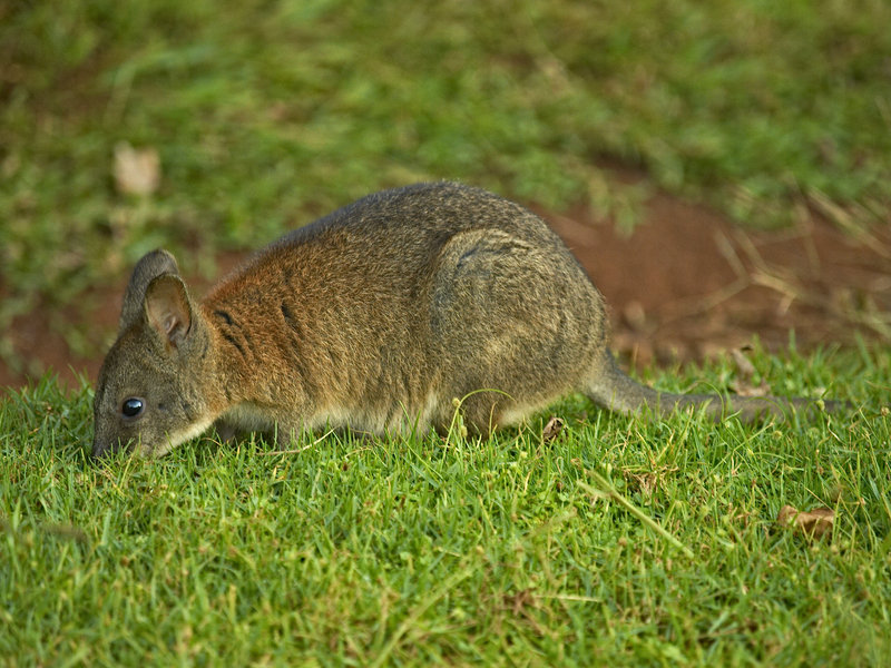 Lamington, Pademelon